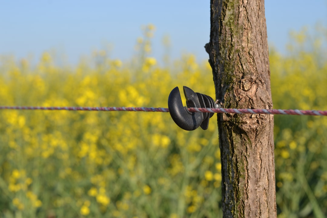 a-barbed-wire-fence-with-a-field-of-yellow-flowers-in-the-background-zcivnzmxoki